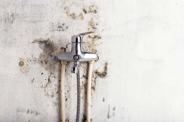 Best Office Mold Removal Services  in Laurel, FL