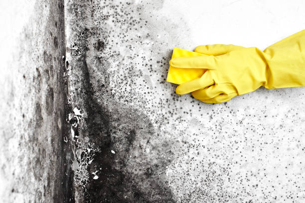 Best Attic Mold Removal  in Laurel, FL