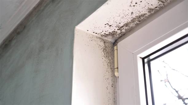 Best Mold Damage Repair  in Laurel, FL