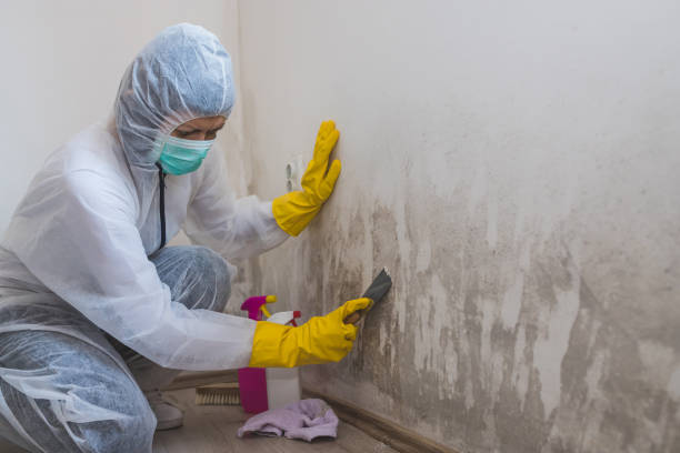 Best Commercial Mold Removal  in Laurel, FL