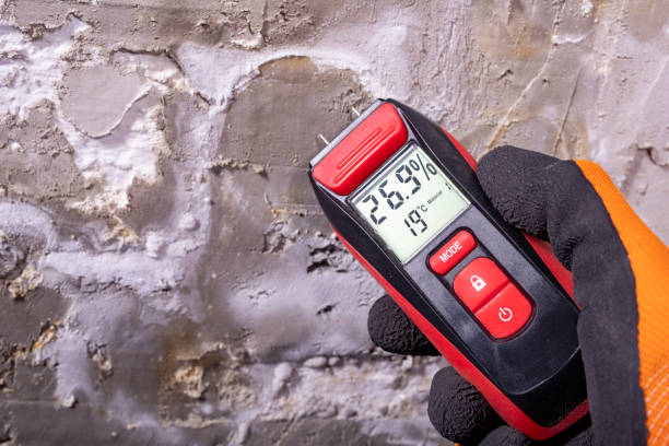 Best Same-Day Mold Removal  in Laurel, FL