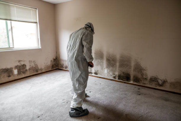 Best Mold Cleaning Services  in Laurel, FL