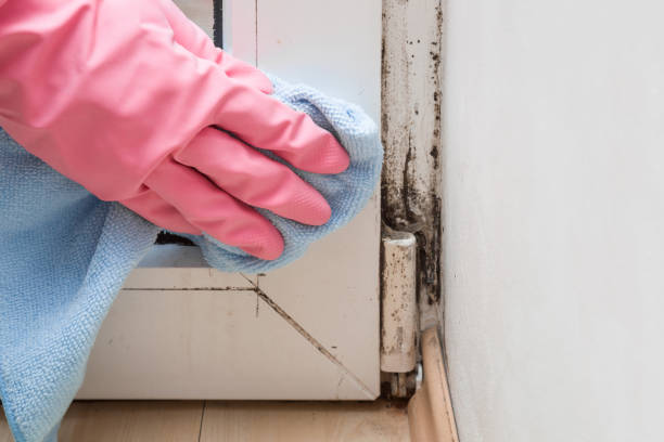 Best Crawl Space Mold Removal  in Laurel, FL