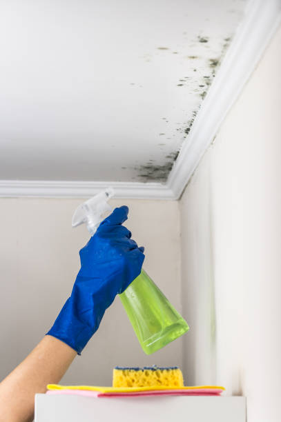 Best Mold Cleaning Services  in Laurel, FL
